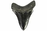Serrated, Fossil Megalodon Tooth #107254-2